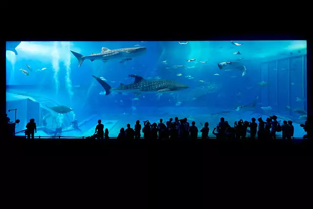 Why Is The New York Aquarium Iconic